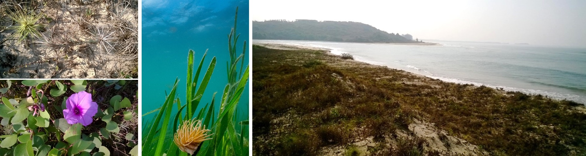 NBS-Beach Protection